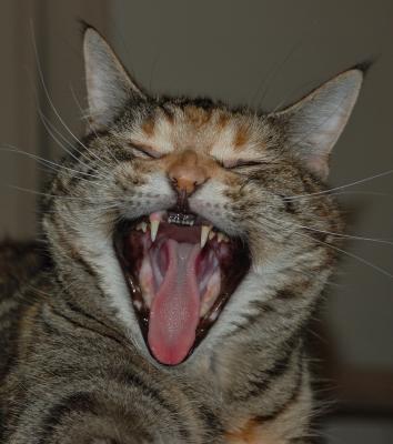 Yawning Cat Number 196